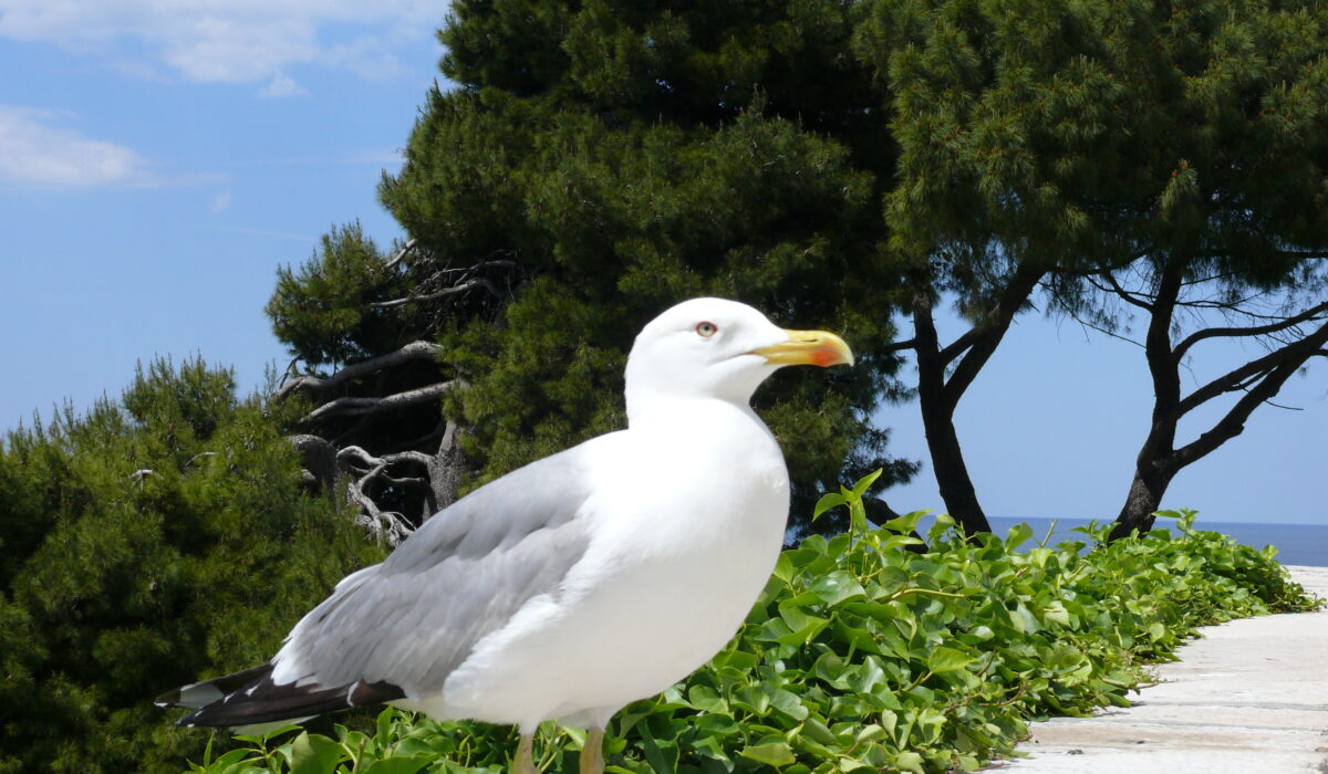 Хорватія, Пореч