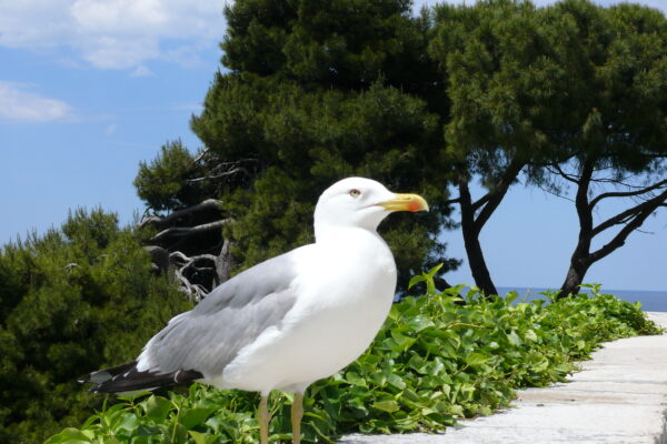 Хорватія, Пореч