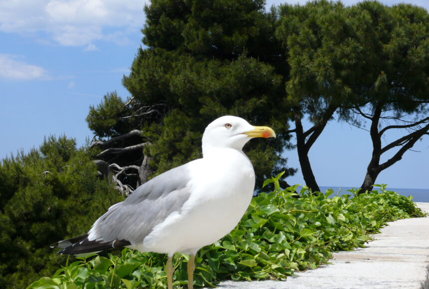 Хорватія. День 5: Пореч – relax. ВІДЕО