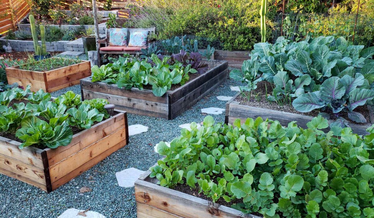 Tips for growing in a vegetable garden bed