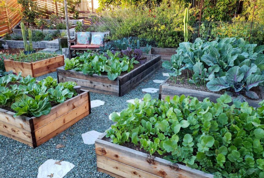 Tips for growing in a vegetable garden bed