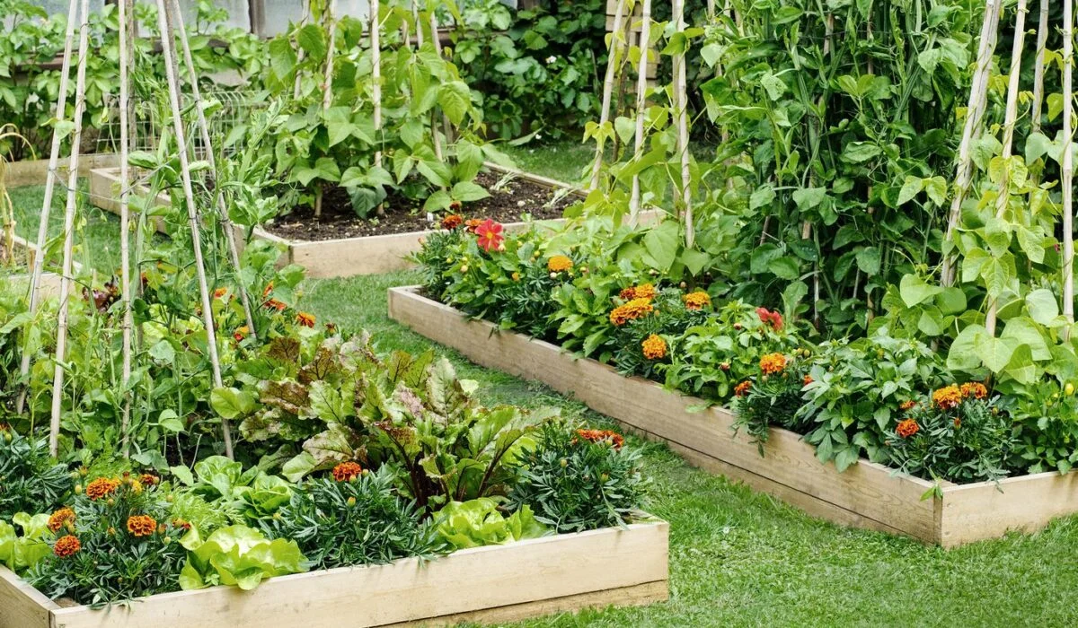 How To Build Raised Garden Beds: A Helpful Guide