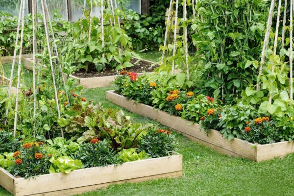 How To Build Raised Garden Beds: A Helpful Guide