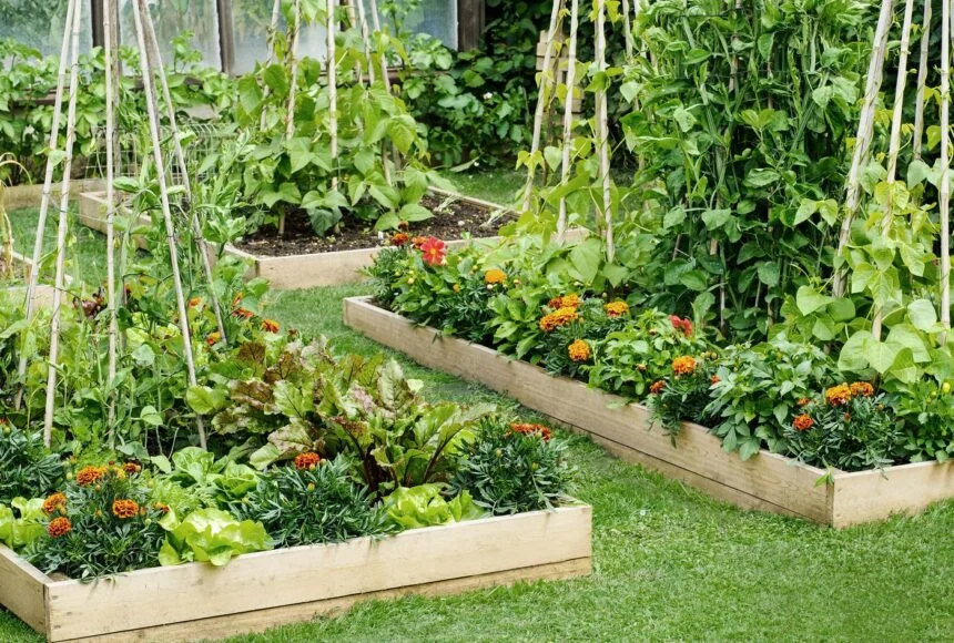 How To Build Raised Garden Beds: A Helpful Guide