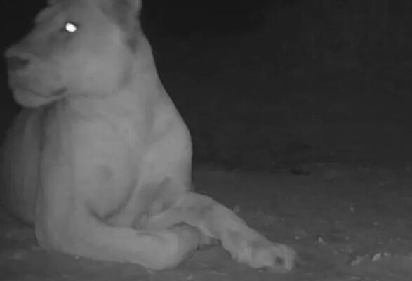 Левицю, яку вважали "вимерлою", помітили у національному парку Чаду