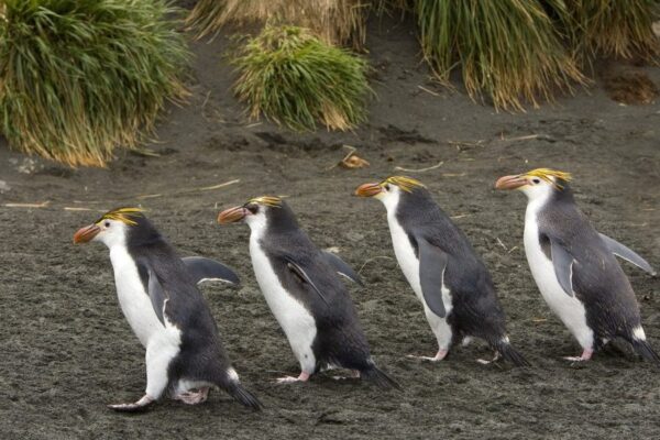 Морський парк розміром з Іспанію планують створити в Австралії
