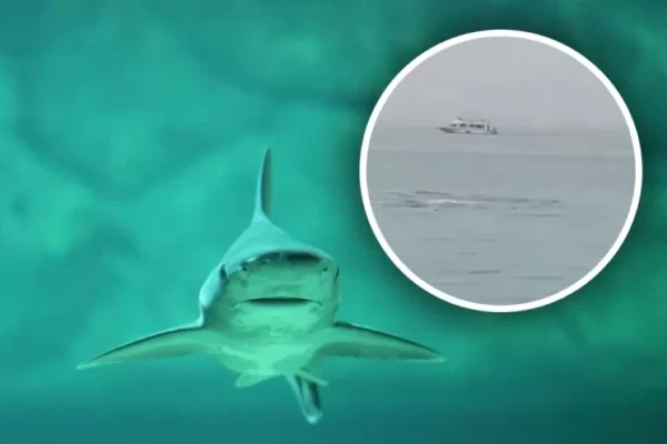 У Єгипті акула з'їла росіянина