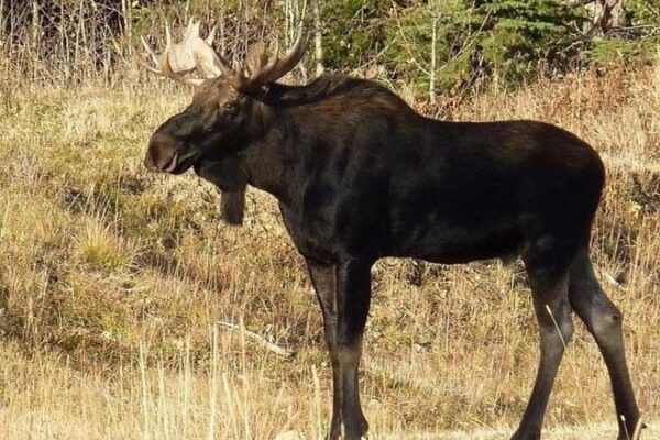 У Польщі на пляжі лось розсік голову відпочивальнику