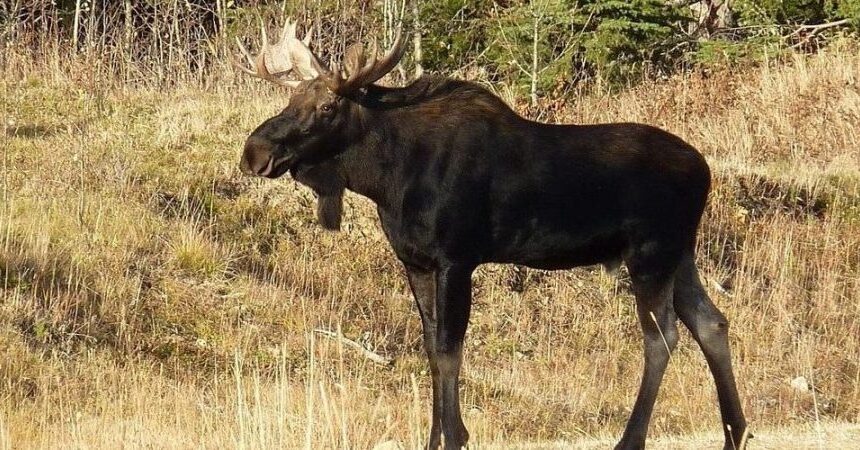 У Польщі на пляжі лось розсік голову відпочивальнику