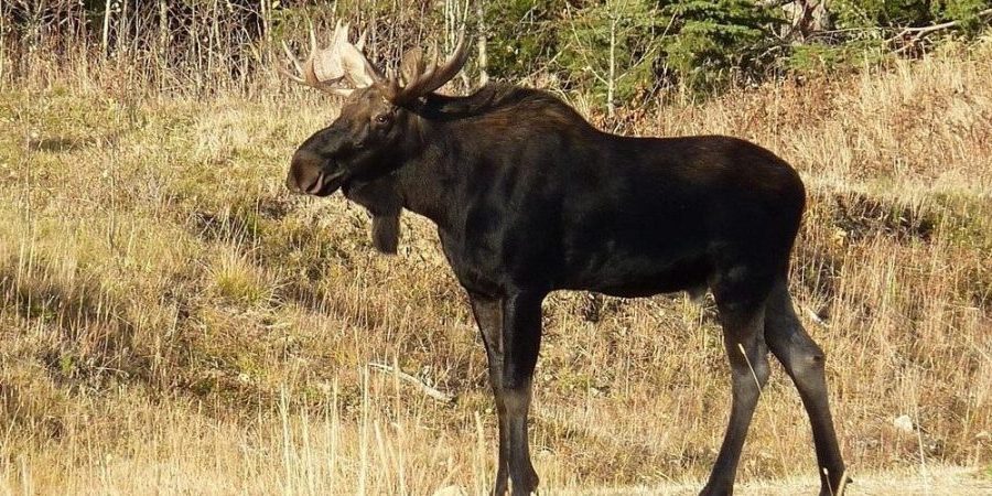 У Польщі на пляжі лось розсік голову відпочивальнику