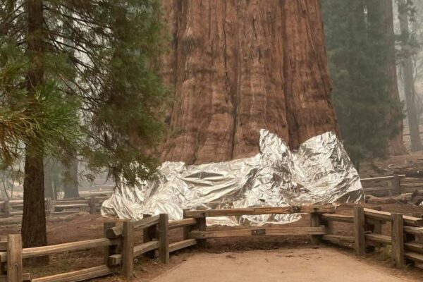 Обійматися з деревами заборонили туристам в Іспанії