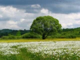 Весняно-літній період в Україні: куди поїхати на природу – ідеї подорожей