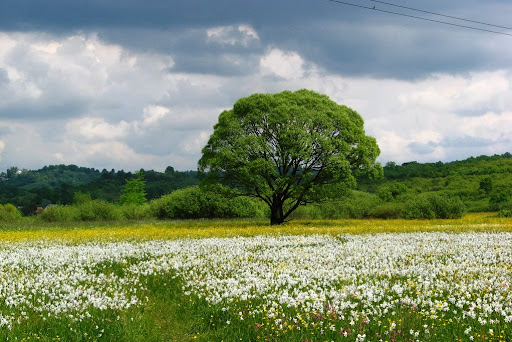 долина нарцисів