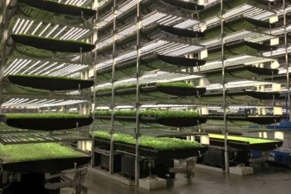 Гастрономічна революція — лабораторії замість ферм