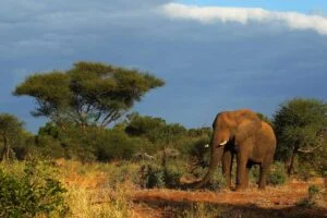 У ПАР на National Parks Week відкрили безкоштовний доступ до низки національних парків для місцевих відвідувачів